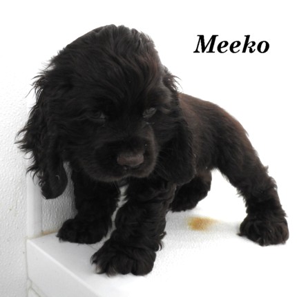 puppy, for, sale, Cocker Spaniel, Joe & Cherri  Overlease, dog, breeder, Miller, MO, dog-breeder, puppy-for-sale, forsale, nearby, find, puppyfind, locator, puppylocator, aca